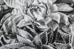 240424SucculentsDrawingSmall