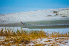 Great Blue at Hog Inlet