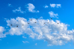 Pelican Parade