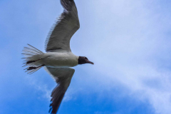 Laughing Gull