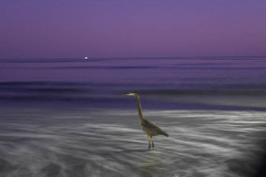 Spirit Bird