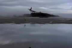 Foggy Dawn at the Point