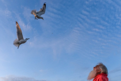 Birdman of Cherry Grove