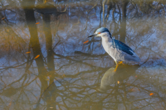 Black Crowned Night Heron