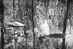 Swan Song