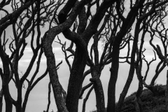 Fort Fisher #5