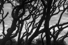 Fort Fisher #7