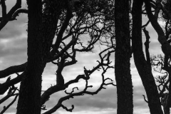 Fort Fisher #8