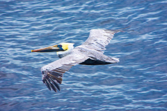 Fort Fisher Ferry 2