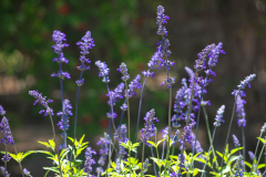 Bluebonnets