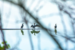 Cormorants at Mitchell Lake
