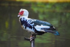At the Rookery 1