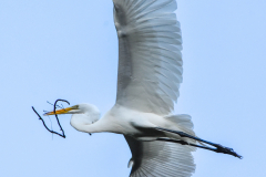 At the Rookery 2