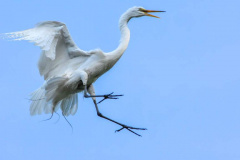 At the Rookery 3