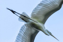 At the Rookery 5