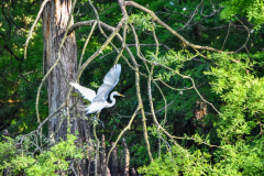 At the Rookery 6