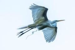 Flyby